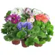Примула обконика Mix 12x25 см