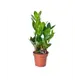 Замиокулькас Zamiifolia 12х60 см