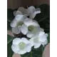 Глоксиния Монт Бланк 5/6