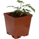 Ежевика С2, 50 см