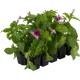 Петуния, 10 шт.