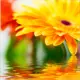 Картина на стекле 30x30 см Flower 28702009