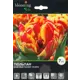 Тюльпан Силеста 12/plus, 7 шт.