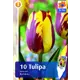 Тюльпан «Хелмар» размер луковицы 11/12, 10 шт.