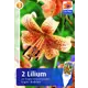 Лилия «Тайгер Бебис» размер луковицы 16/18, 2 шт.