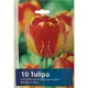Тюльпан «Банья Лука»