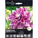 Георгина декоративная Прамие I, 1 шт