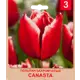 Тюльпан бахромчатый «Canasta» размер луковицы 10/11, 3 шт.