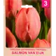Тюльпан «Salmon Van Eijk» размер луковицы 10/11, 3 шт.