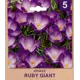 Крокус «Ruby Giant» размер луковицы 5/7, 5 шт.