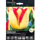 Тюльпан Кейп Таун 12/+, 7 шт