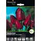 Тюльпан Волфлавер 12/+, 5 шт