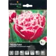 Тюльпан Брест 12/plus, 5 шт.