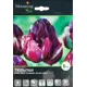 Тюльпан Блэк Хироу 12/+, 5 шт
