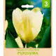 Тюльпан Фостера «Purissima» размер луковицы 10/11, 3 шт.
