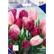 Тюльпан Дуэт 12/+ (5/20)