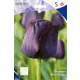 Тюльпан Пол Шерер 12/+(5/20)-