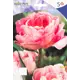 Тюльпан Анжелика 11/12 (5/18)