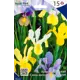 Ирис Смесь низкорослых сортов 6/7(15/15)