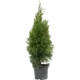 Туя западная Смарагд 21x80 см