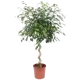 Фикус Экзотика спираль 30x150 см