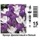 Крокус фиолетовый и белый 7/8