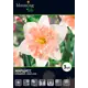 Нарцисс «Диар Лав» 14/16