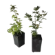 Клён 9x20 см