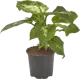 Диффенбахия Компакта 8.5x28 см