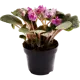 Сенполия Баттерфляй 12x20 см