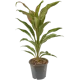 Кордилина Киви 12x35 см