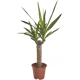 Юкка микс 14x60 см