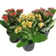 Каланхоэ микс двухцветный 10.5x22 см