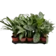 Аглаонема микс 12x35 см