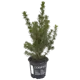 Ель Коника 9x35 см