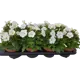 Петунья 10 см 10 ячеек