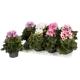 Пеларгония королевская 13x30 см