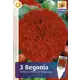 Бегония фимбриата красная