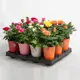 Горшечная роза Кордана микс 12x27-32 см