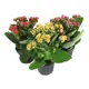 Каланхое микс 3 цвета 15x26 см