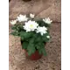 Хризантема 9x10 см