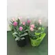 Эустома 13x11 см