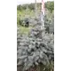Ель сизая 50x90 см