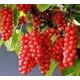 Лимонник «Волгарь» C2 высота 20 см