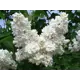 Сирень «Мадам Лемуан» 15x30 см