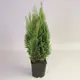 Кипарисовик Лавсона «Элвуди» 9x20 см