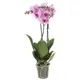 Фаленопсис фиолетовый микс 2 ствола 12x60 см
