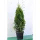 Туя складчатая «Атровиренс» 17x50 см