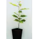 Черешня «Краснодарская» 1 год 12.5x30-50 см