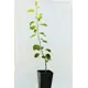 Груша «Ларинская» 1 год 12.5x30-50 см
